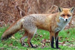 охота на лисицу в Астрахани